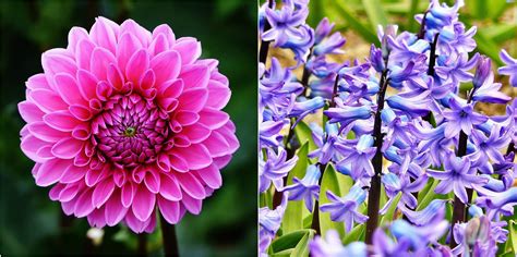 15 Plants with Powerful Spiritual Significance.